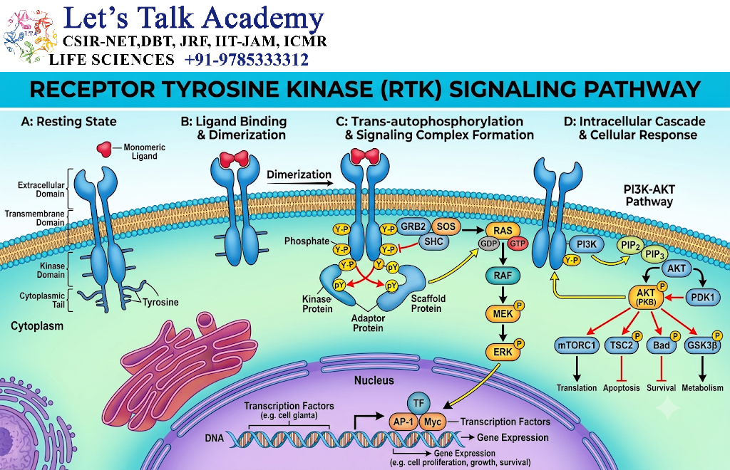 Receptor Tyrosine Kinase Signaling