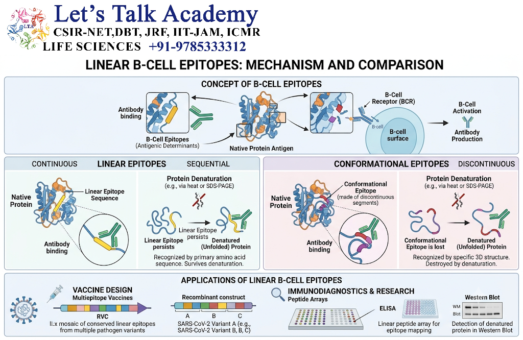 Linear B-Cell Epitopes
