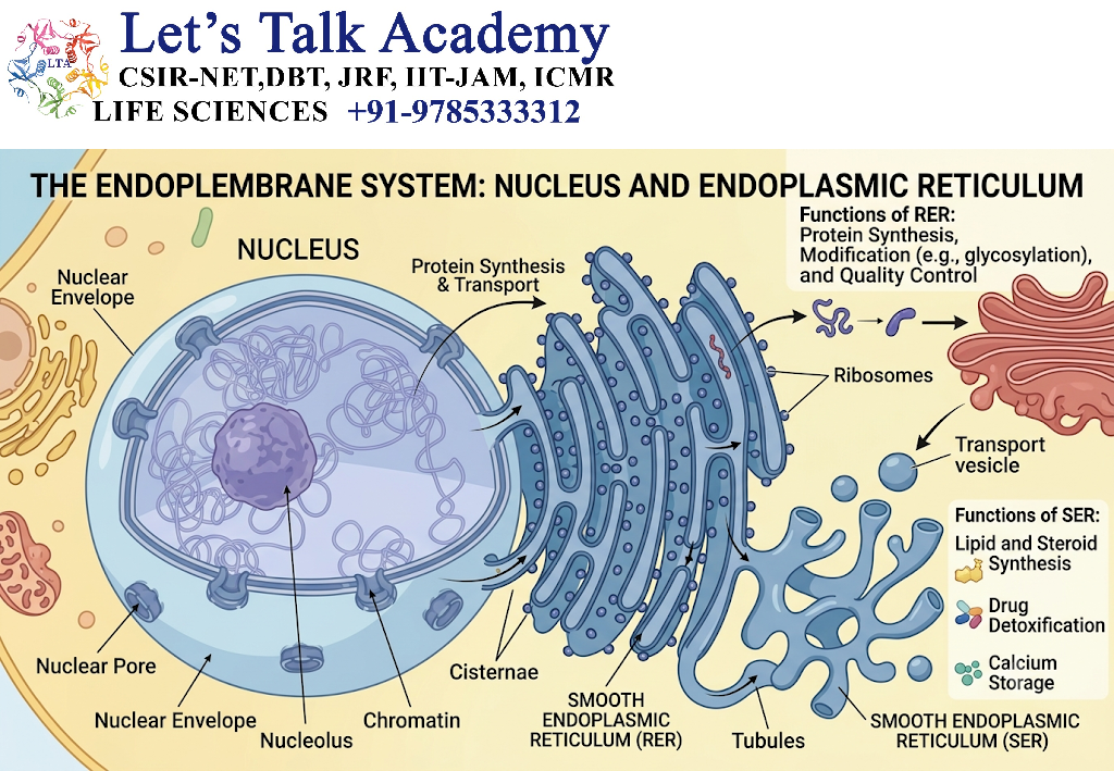 Endoplasmic Reticulum
