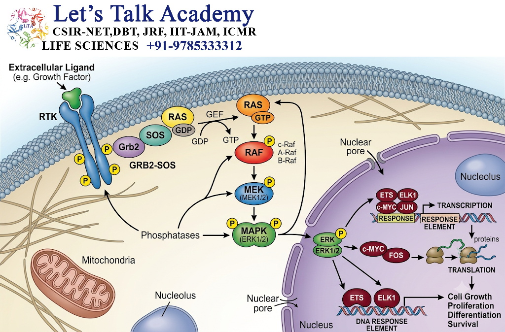 Ras-MAPK Pathway