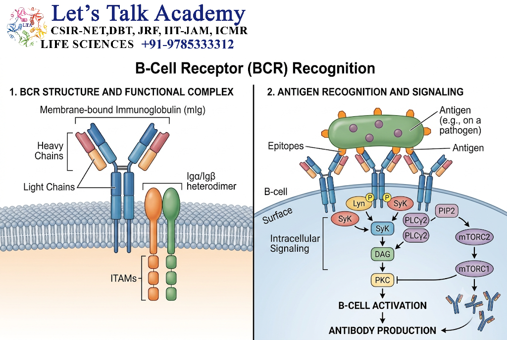 B-Cell Receptor Recognition
