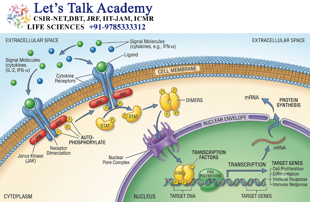JAK-STAT Signaling