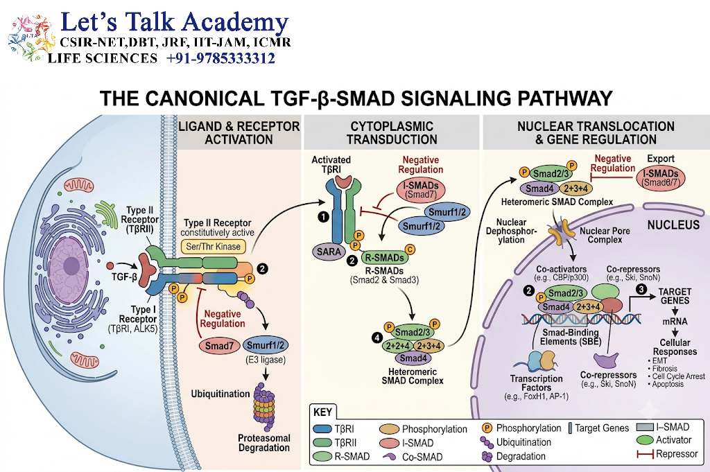 TGF-β-SMAD Pathway
