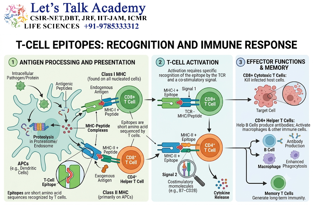 T-Cell Epitopes