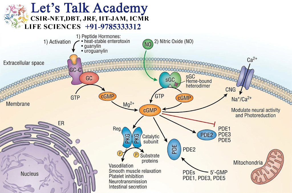 cGMP Signaling