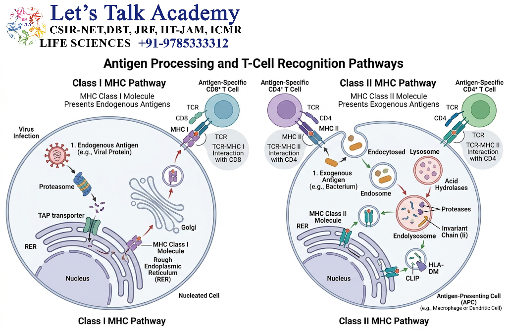 Antigen Processing for T-Cell Recognition