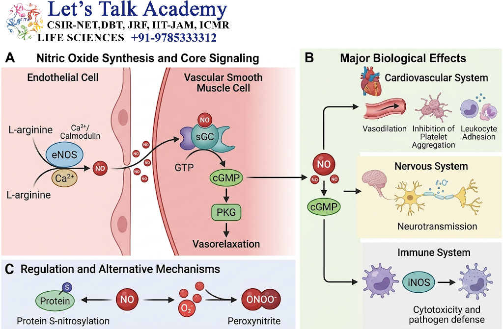 Nitric Oxide Signaling