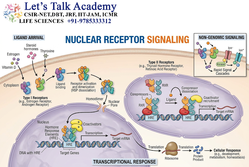 Nuclear Receptor Signaling