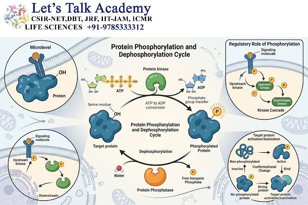 Protein Phosphorylation