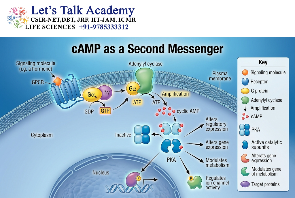 cAMP as a Second Messenger