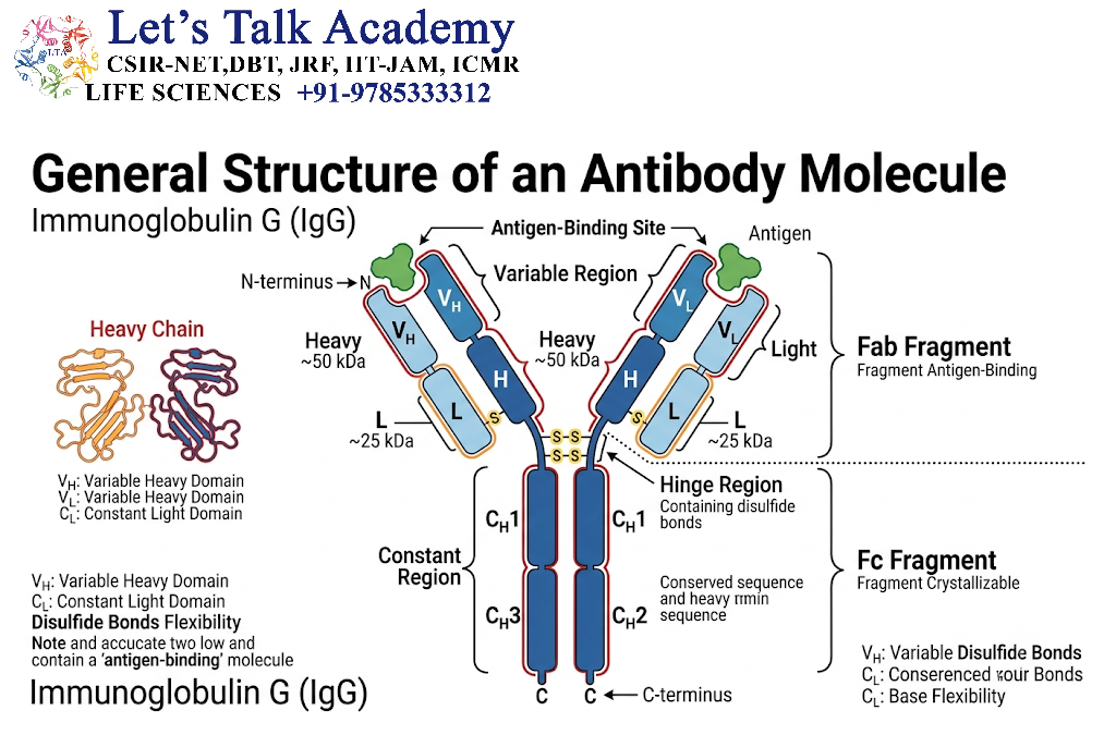 General Structure of an Antibody Molecule