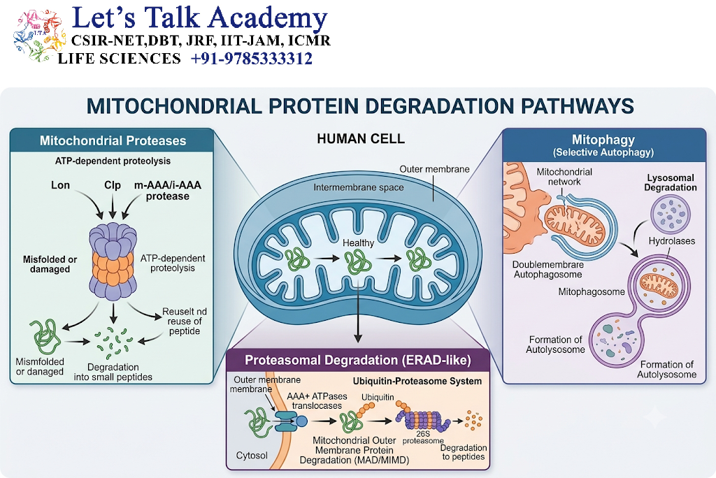 Mitochondrial Protein Degradation