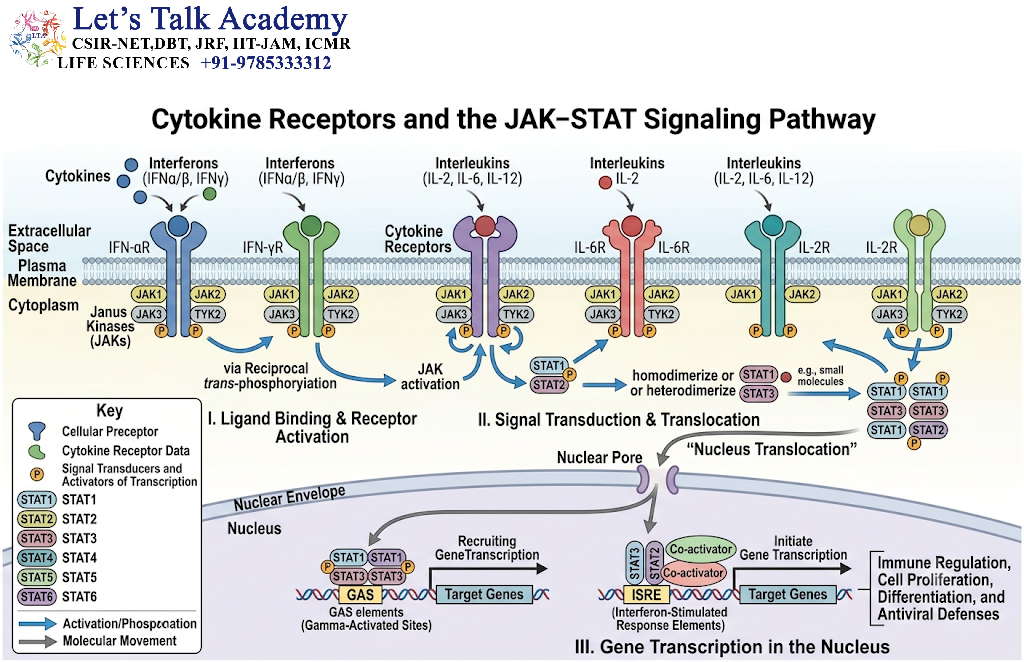 Cytokine Receptors and the JAK–STAT Signaling Pathway