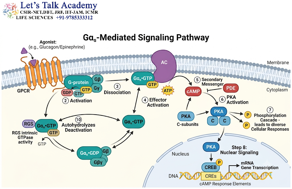 Gαs-Mediated Signaling Pathway