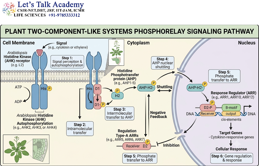 Biological Functions of Plant Two-Component-Like Systems