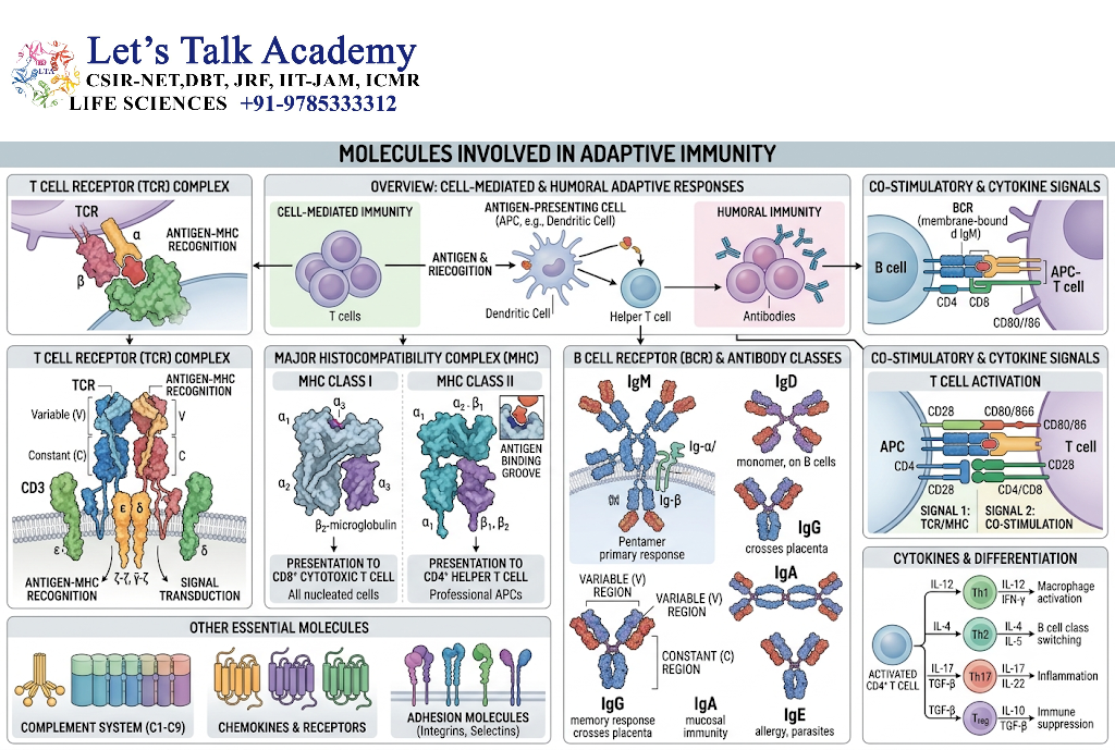 Molecules Involved in Adaptive Immunity