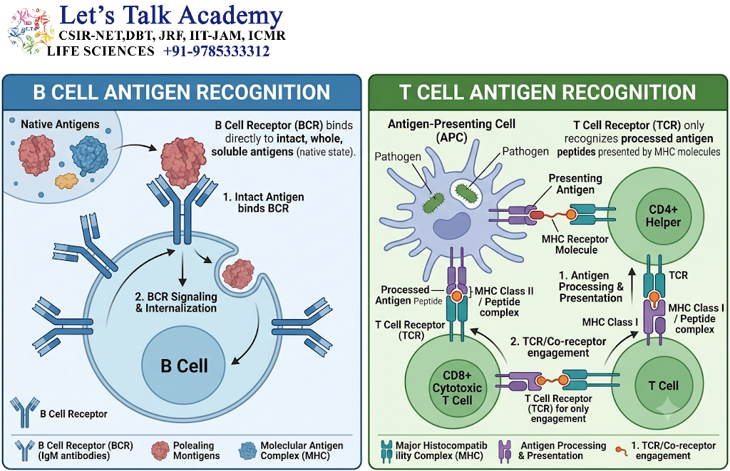 Antigen Recognition by B Cells and T Cells