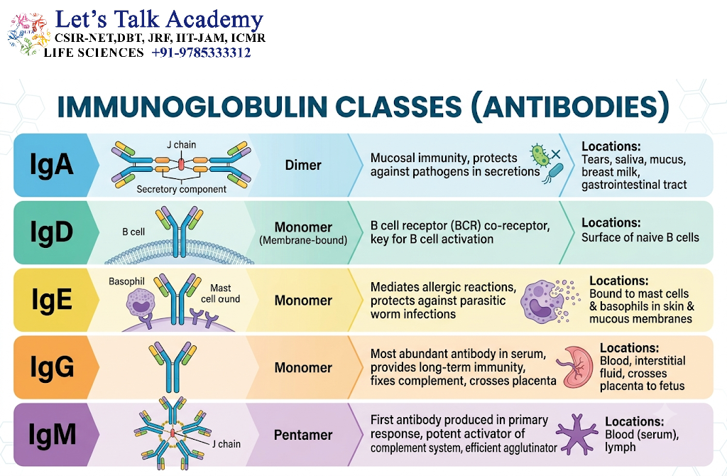 Immunoglobulin Classes