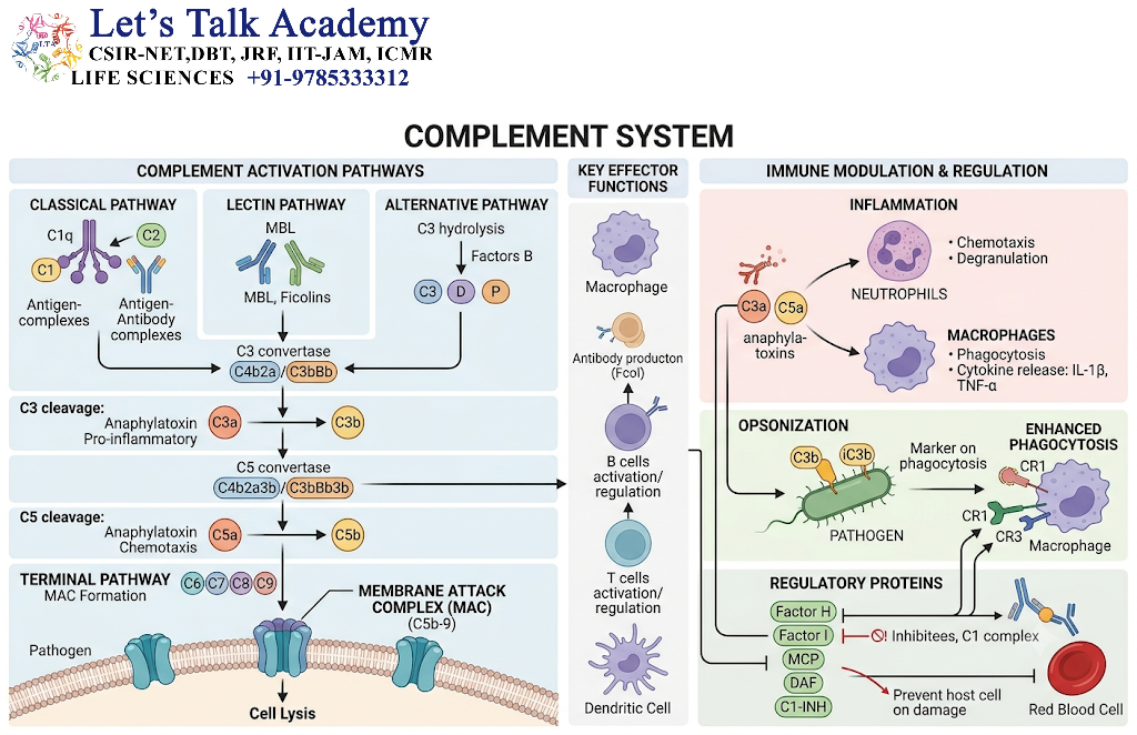 Complement System and Immune Modulation