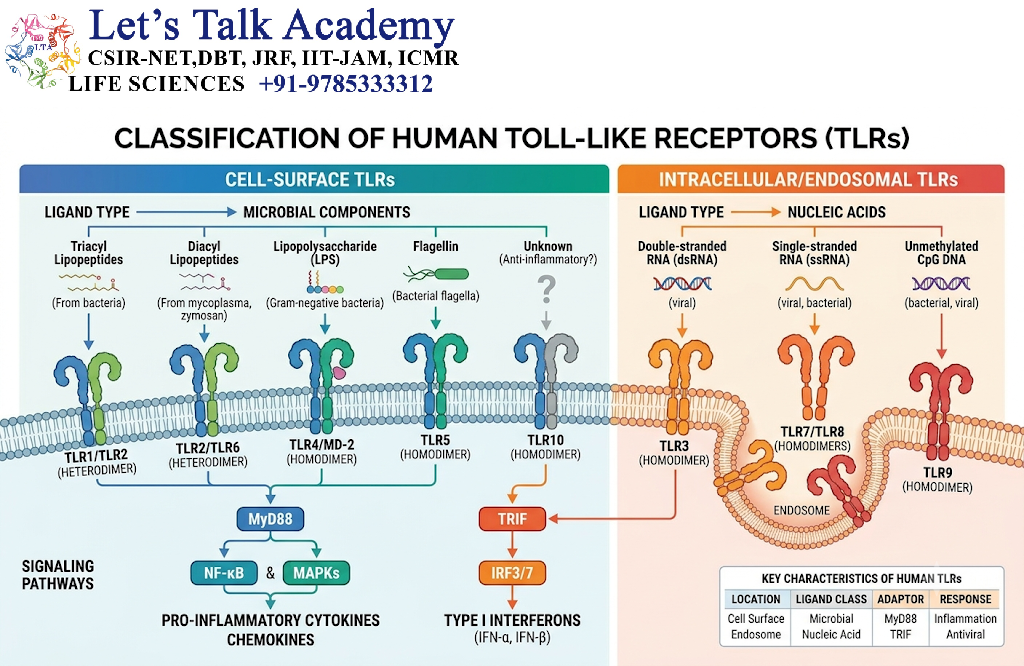 Classification of Human TLRs