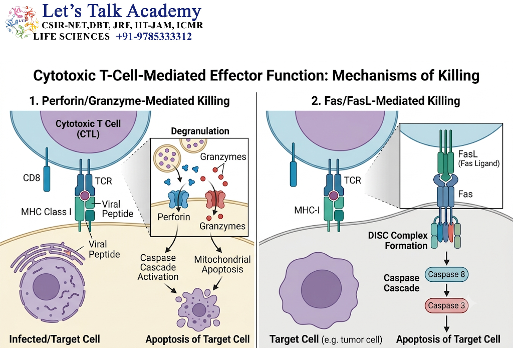 Cytotoxic T-Cell-Mediated Effector Function