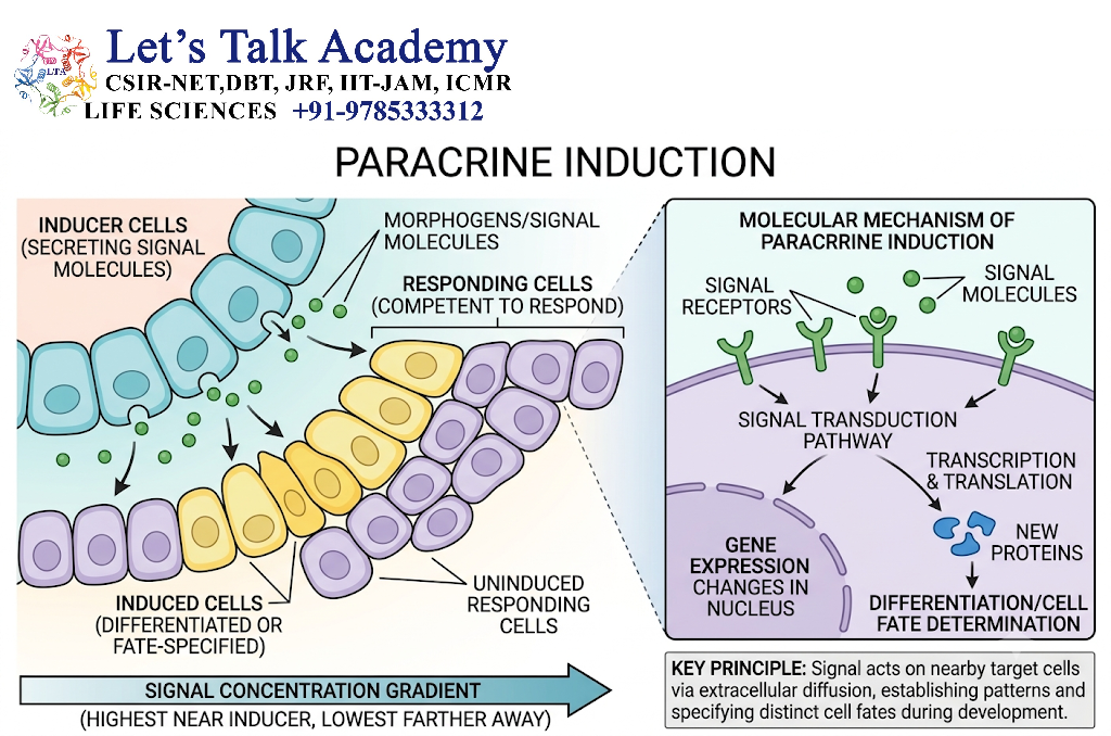 Paracrine Induction