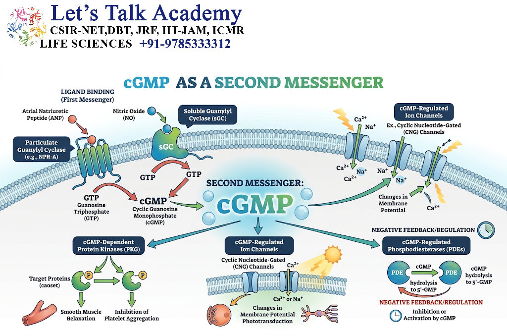 cGMP as a Second Messenger
