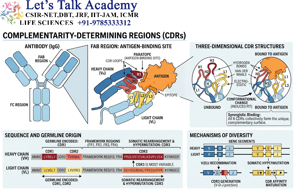 Complementarity-Determining Regions