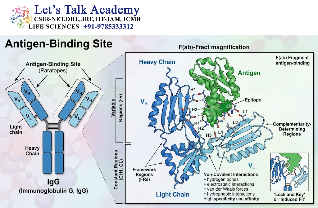 Antigen-Binding Site