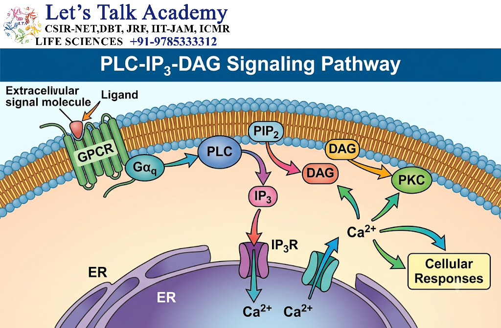 PLC-IP₃-DAG Signaling Pathway