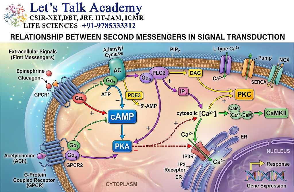 Relationship Between Second Messengers