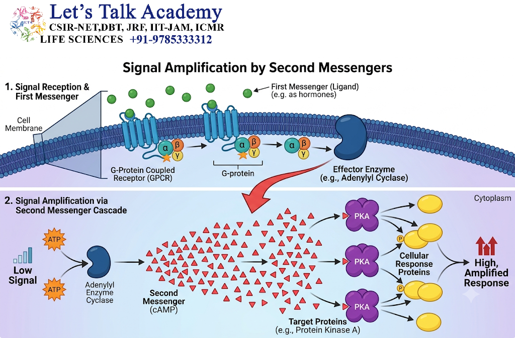 Signal Amplification by Second Messengers