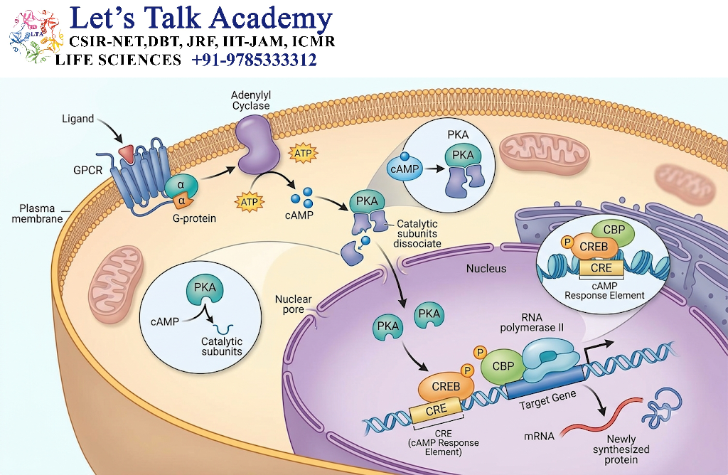 Second Messengers and Gene Expression