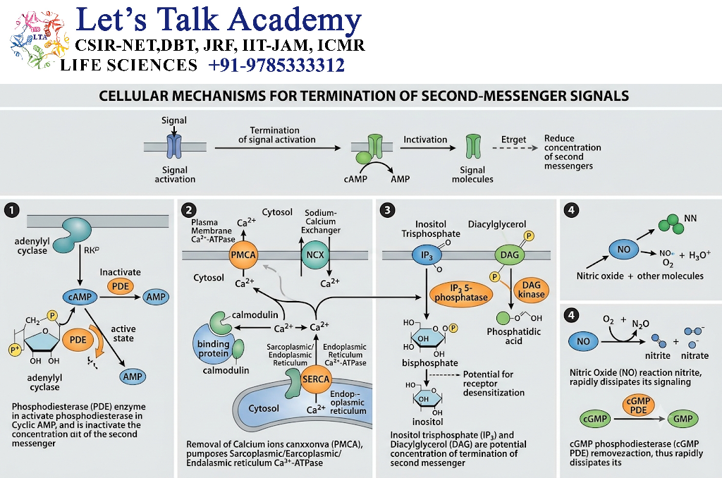 Termination of Second-Messenger Signals