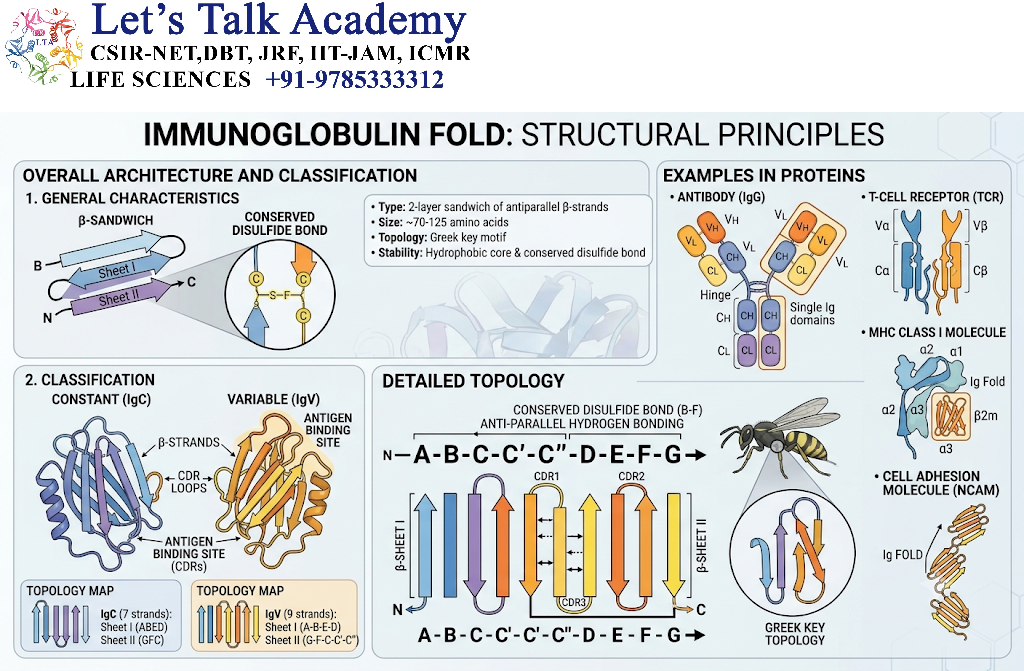 Immunoglobulin Fold