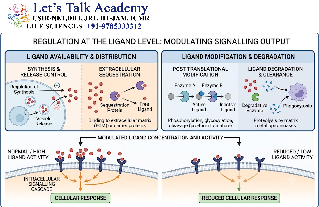 Regulation at the Ligand Level