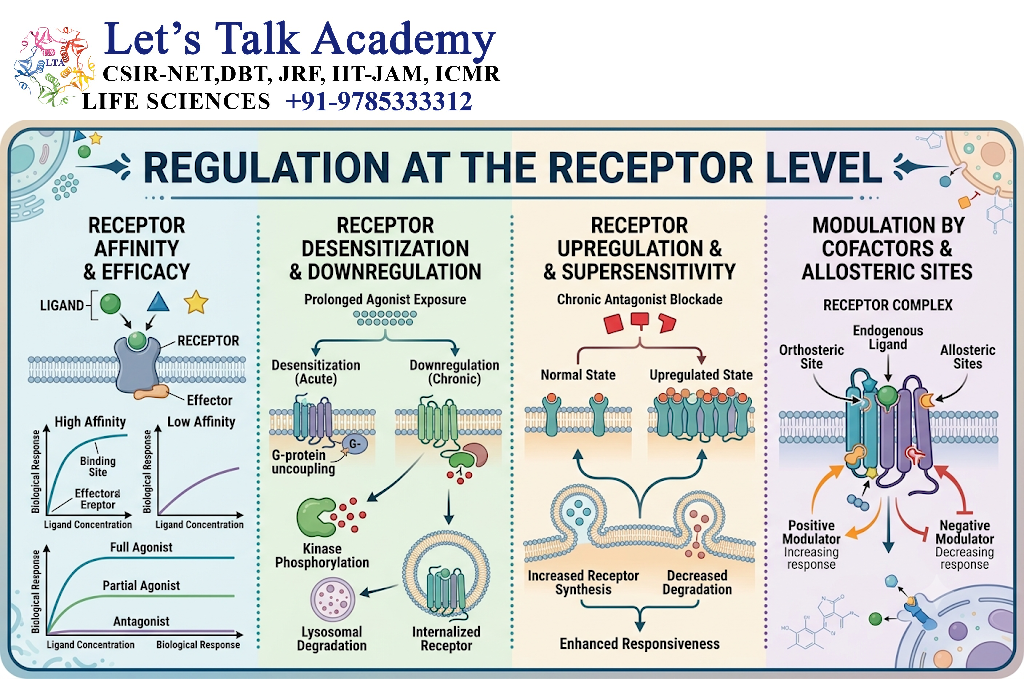 Regulation at the Receptor Level