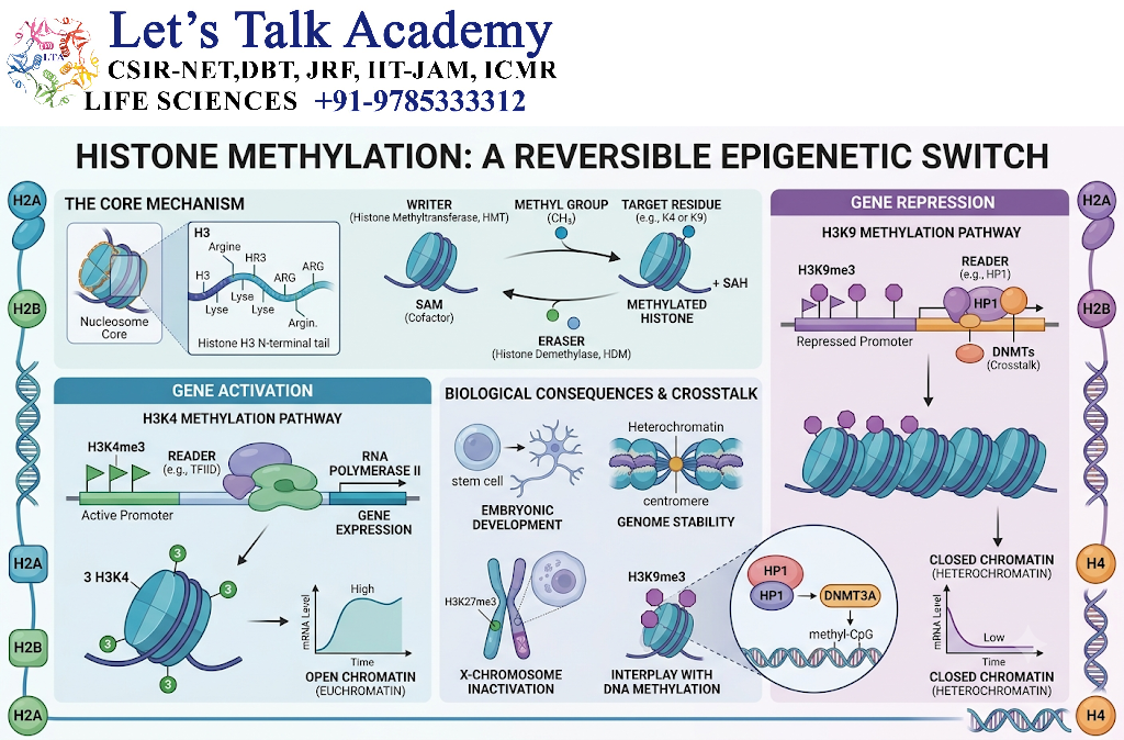 Histone Methylation