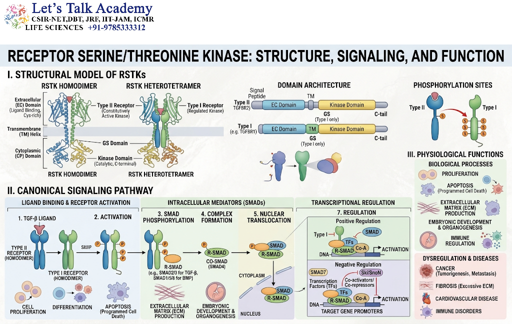 Receptor Serine/Threonine Kinases