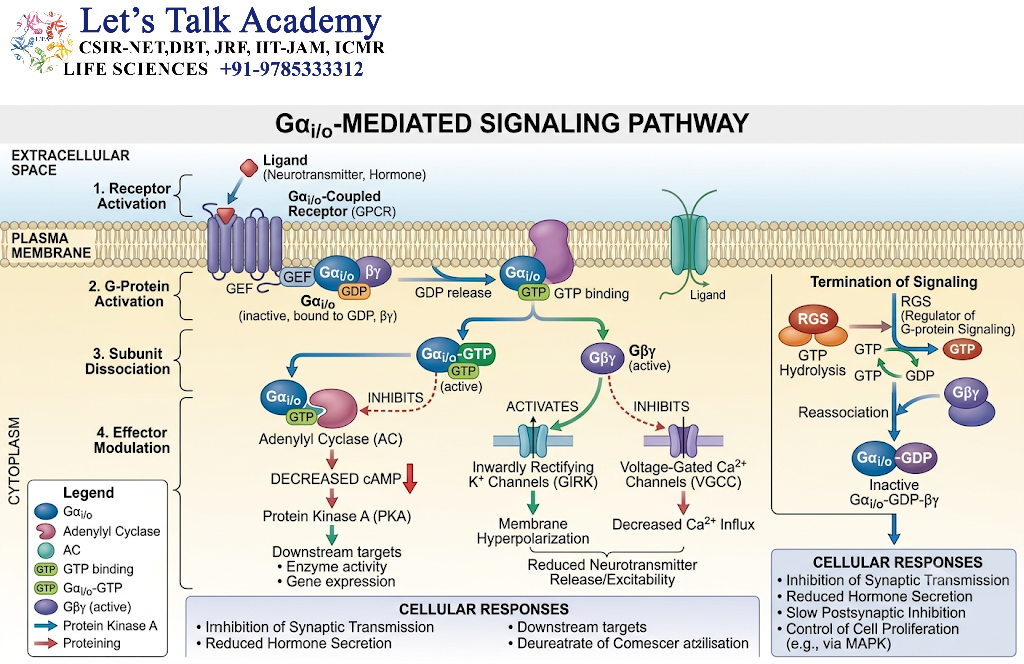 Gαi/o-Mediated Signaling Pathway