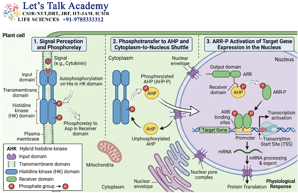Plant Two-Component-Like Signaling Systems