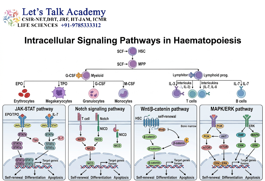 Intracellular Signaling Pathways in Haematopoiesis