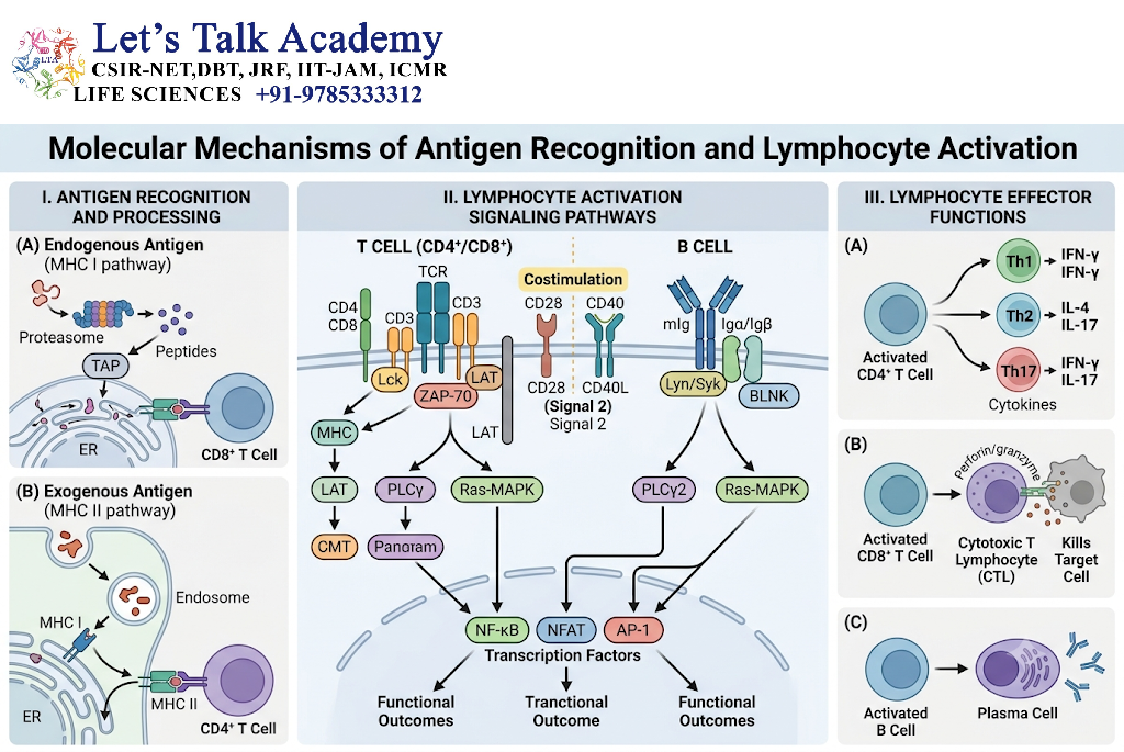Molecular Mechanisms of Antigen Recognition and Lymphocyte Activation