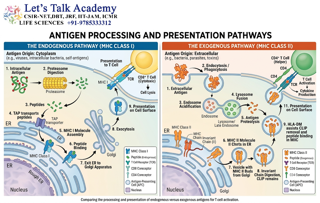 Antigen Processing and Presentation