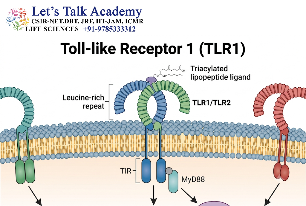 TLR1