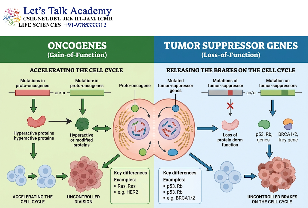 Oncogenes and Tumor Suppressor Genes