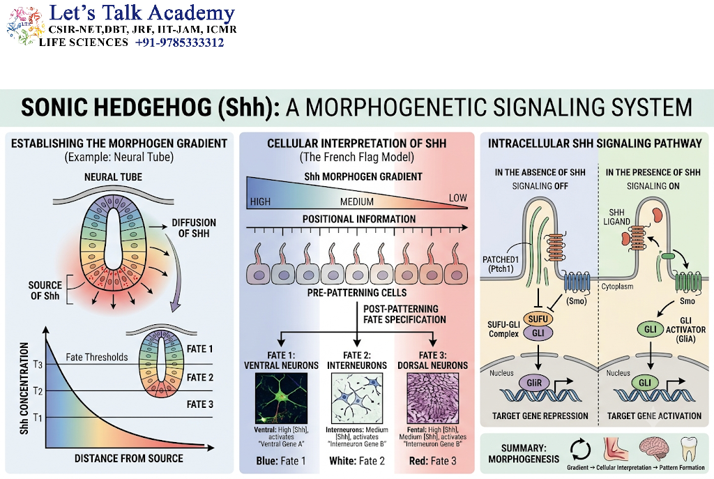 Sonic Hedgehog as a Morphogenetic Signaling System