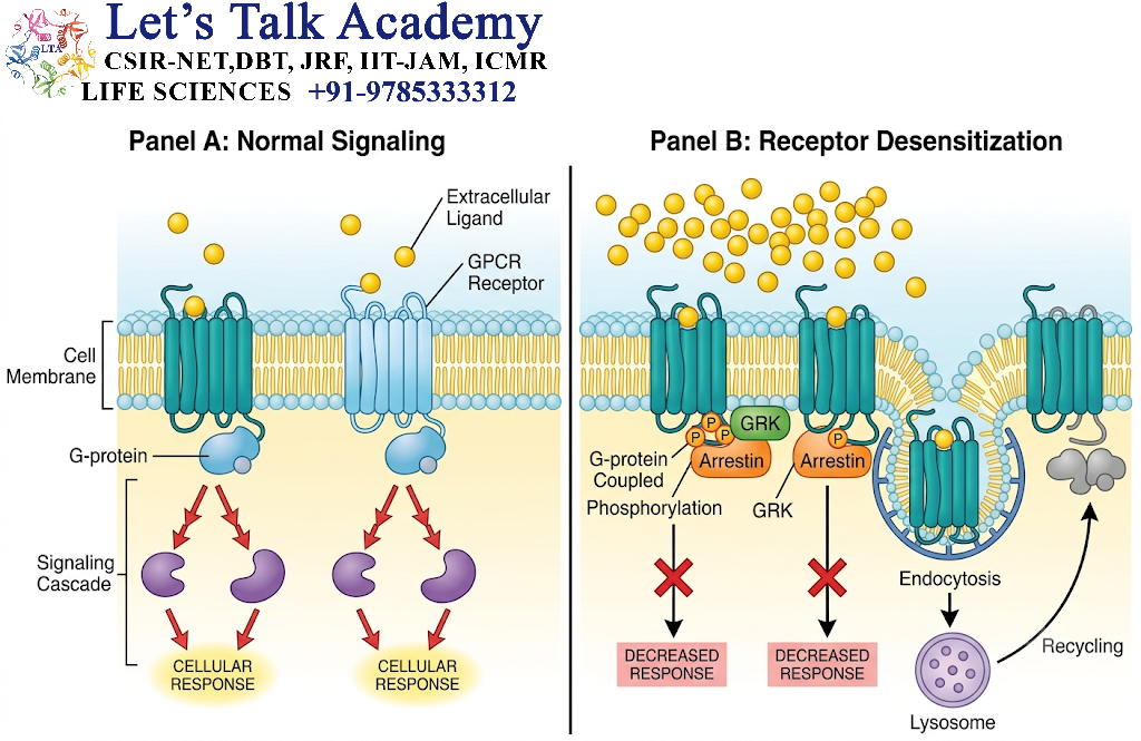 Receptor Desensitization