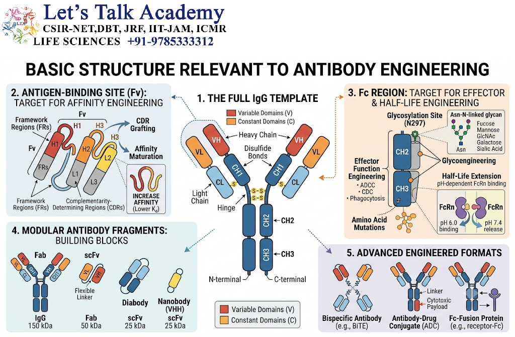 Basic Structure Relevant to Antibody Engineering