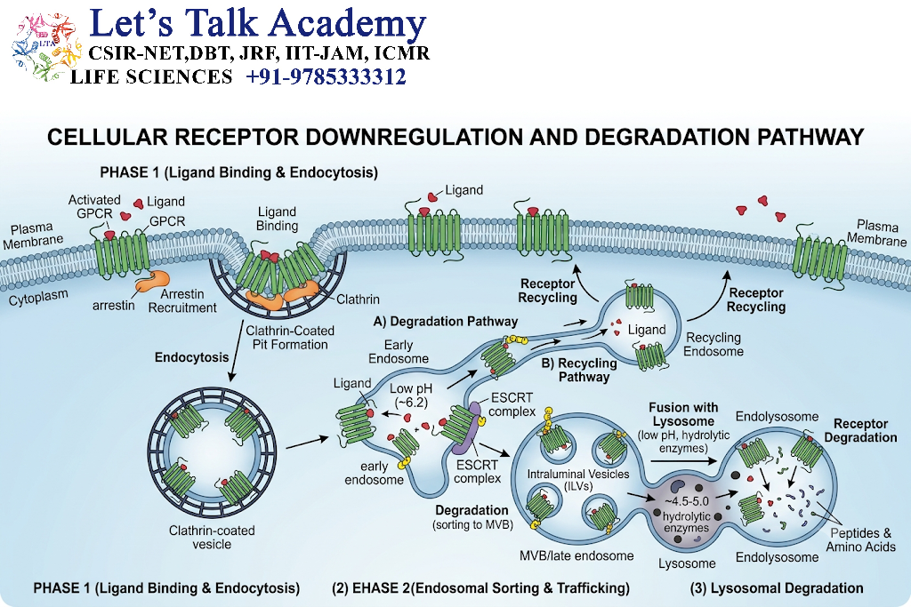 Receptor Degradation and Downregulation